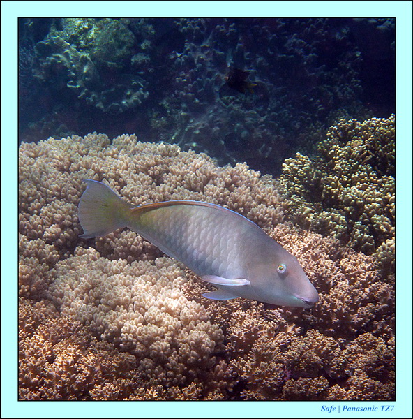 2012 - 07 - Apoh Island 66